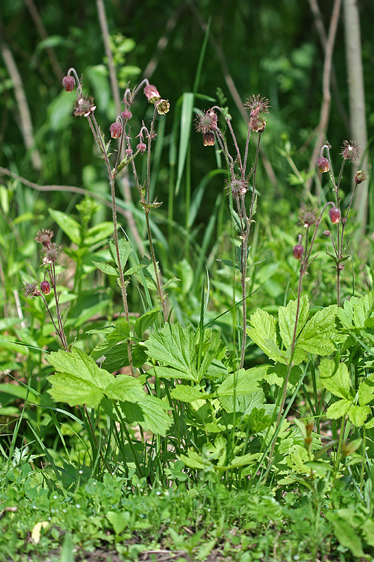 Image of Geum rivale specimen.