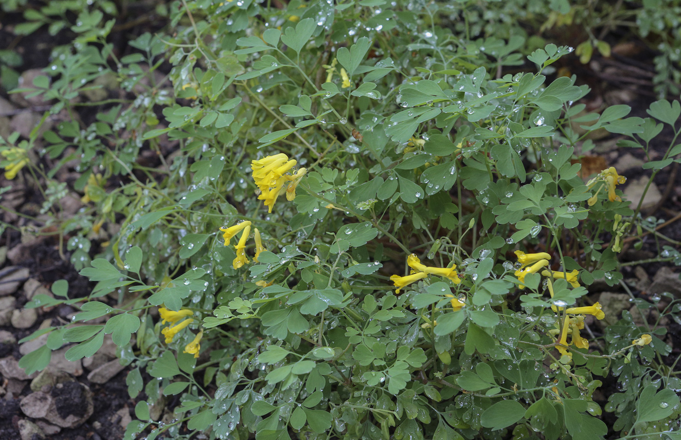 Image of Pseudo-fumaria lutea specimen.