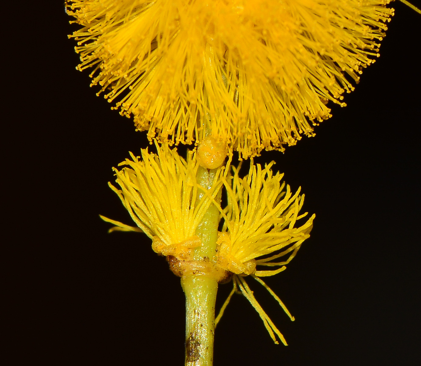 Изображение особи семейство Fabaceae.