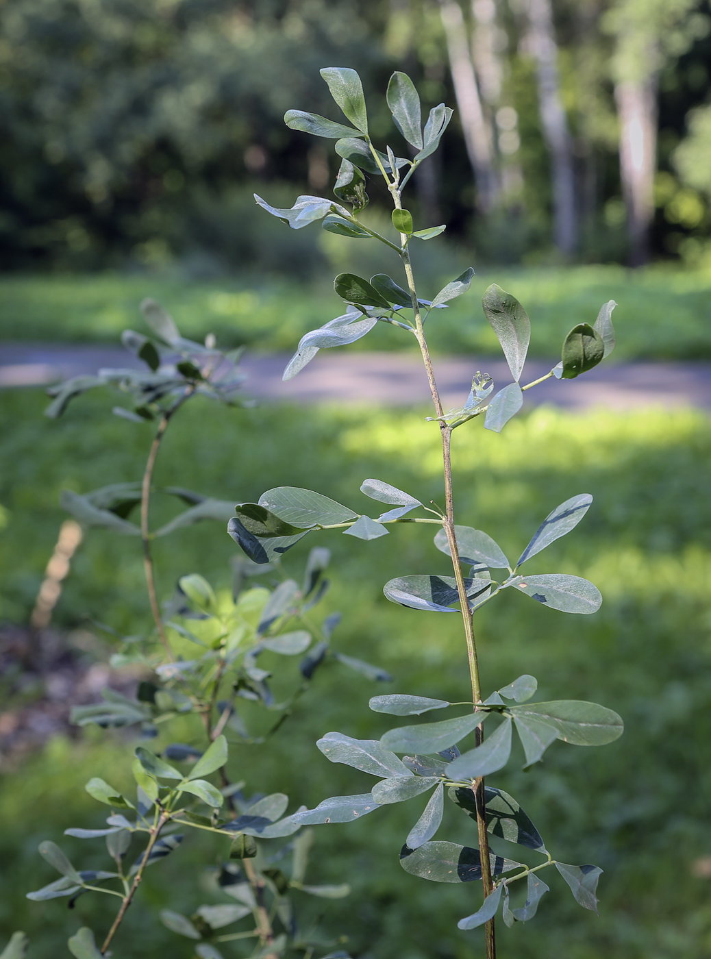 Изображение особи семейство Fabaceae.