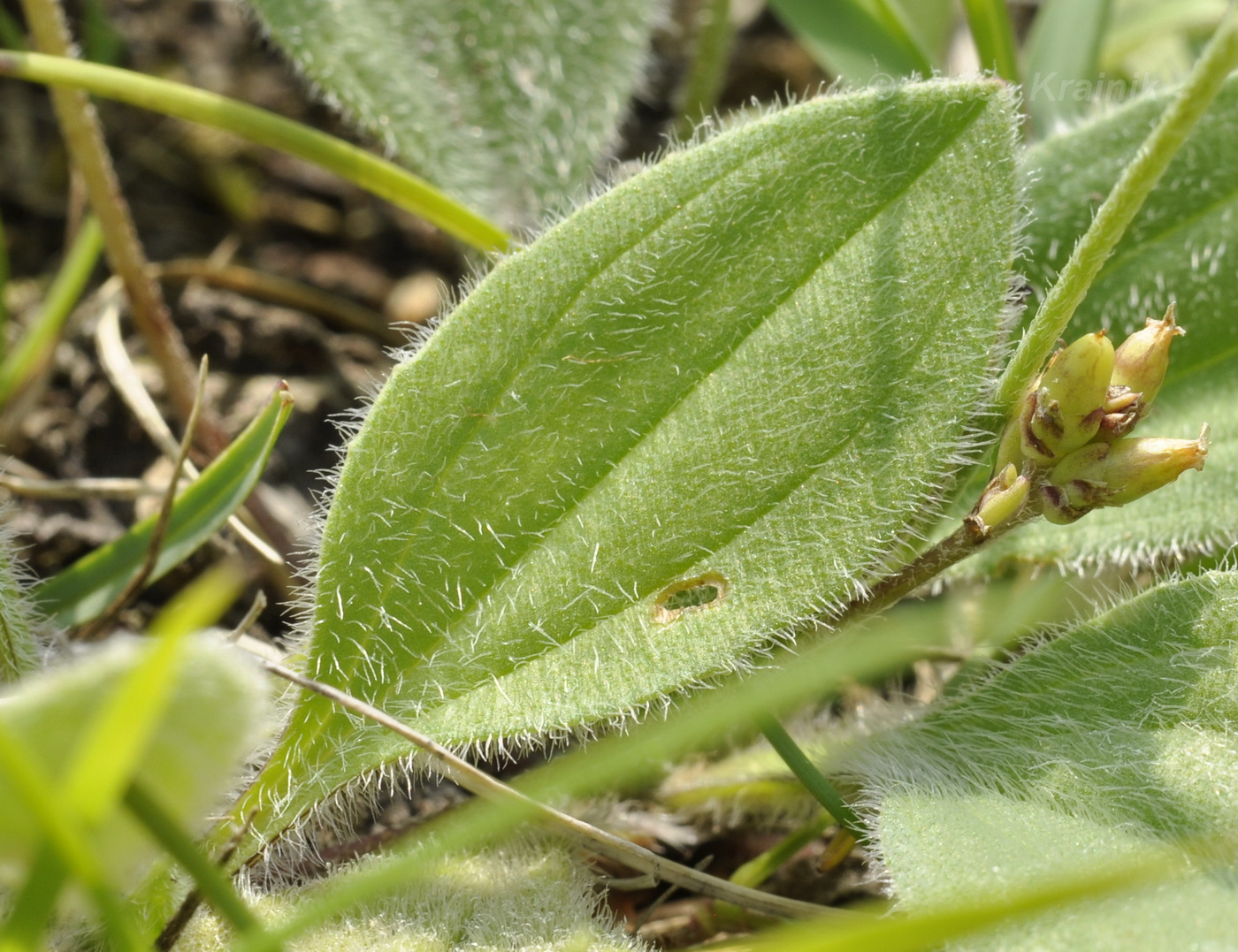 Image of Plantago camtschatica specimen.