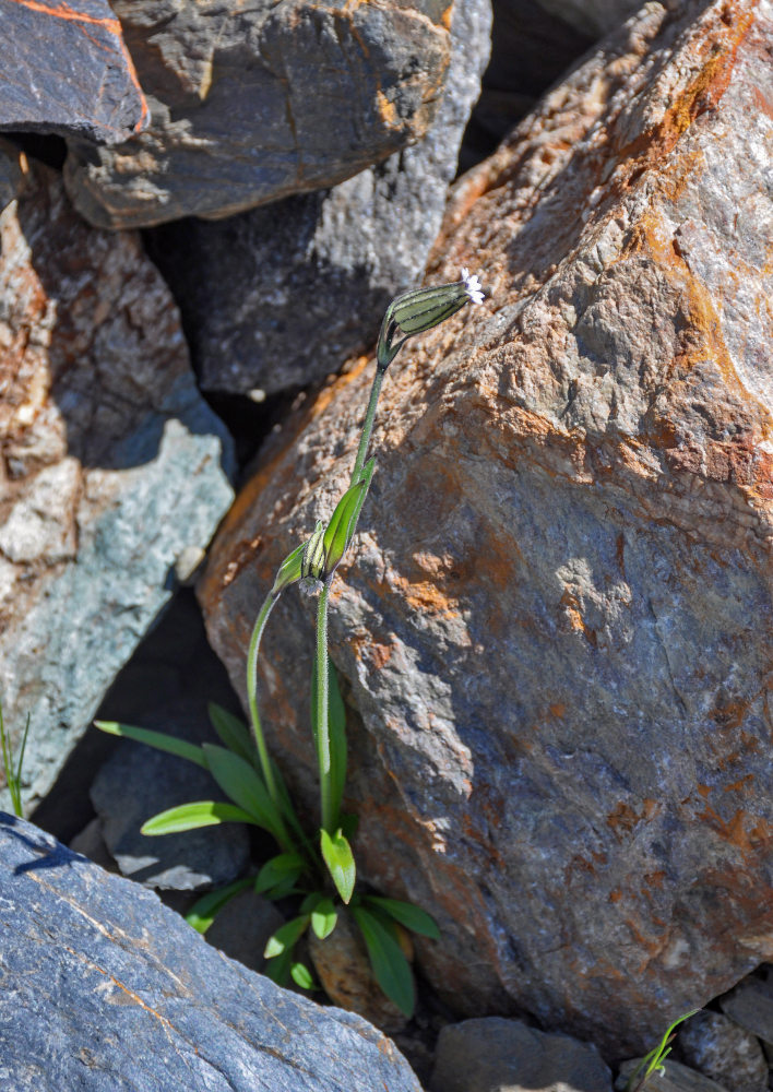 Image of Gastrolychnis gonosperma specimen.