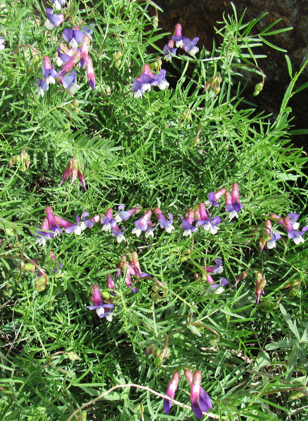 Image of Vicia subvillosa specimen.