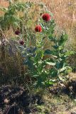 Echinops amplexicaulis. Цветущее растение. Эфиопия, провинция Сидама, аураджа Борэна, заповедник \"Senkele\". 01.01.2015.