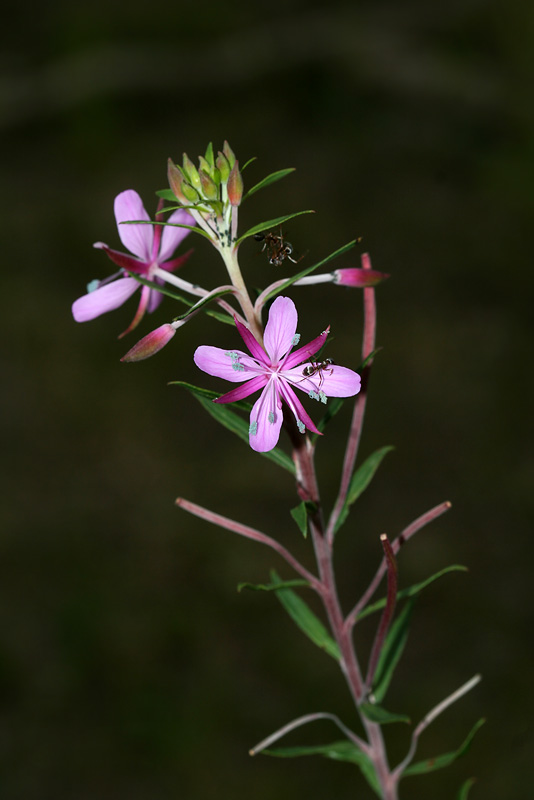 Image of Chamaenerion colchicum specimen.