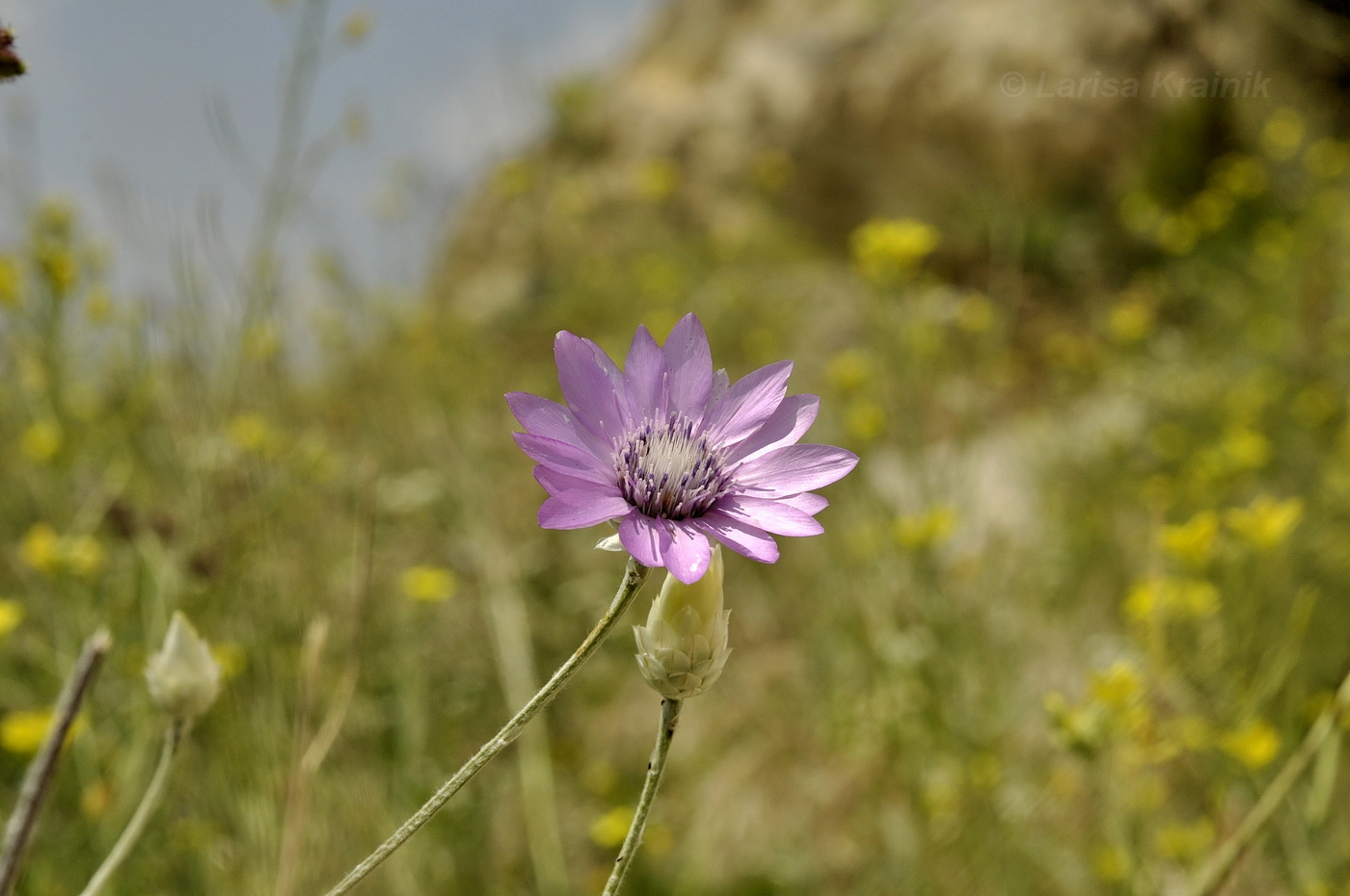 Изображение особи Xeranthemum annuum.