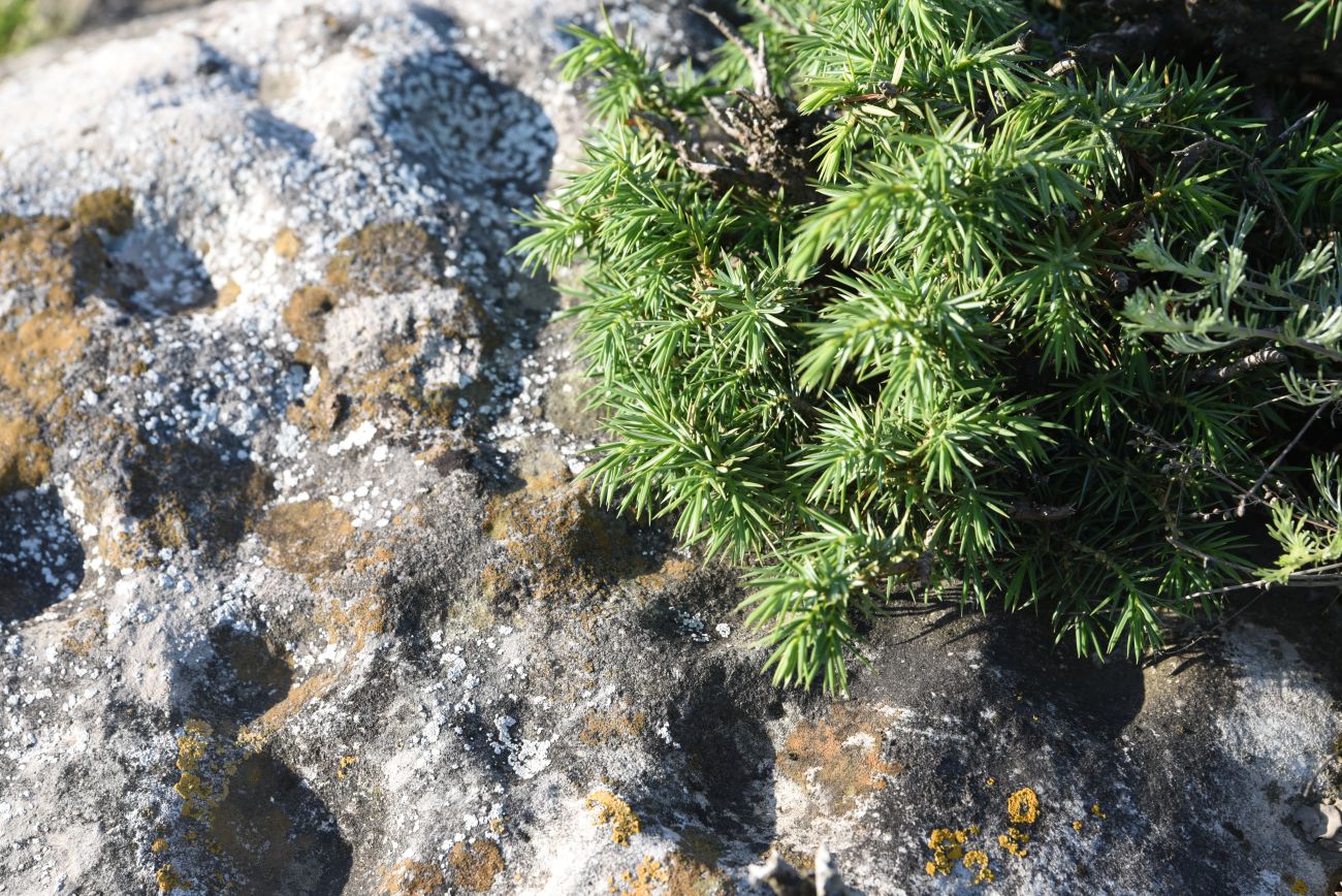Изображение особи Juniperus oblonga.