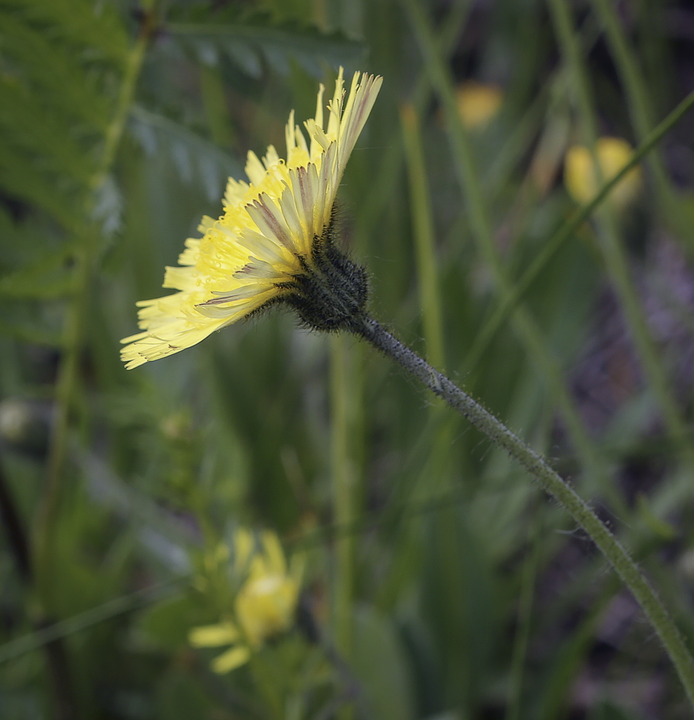 Image of Pilosella officinarum specimen.