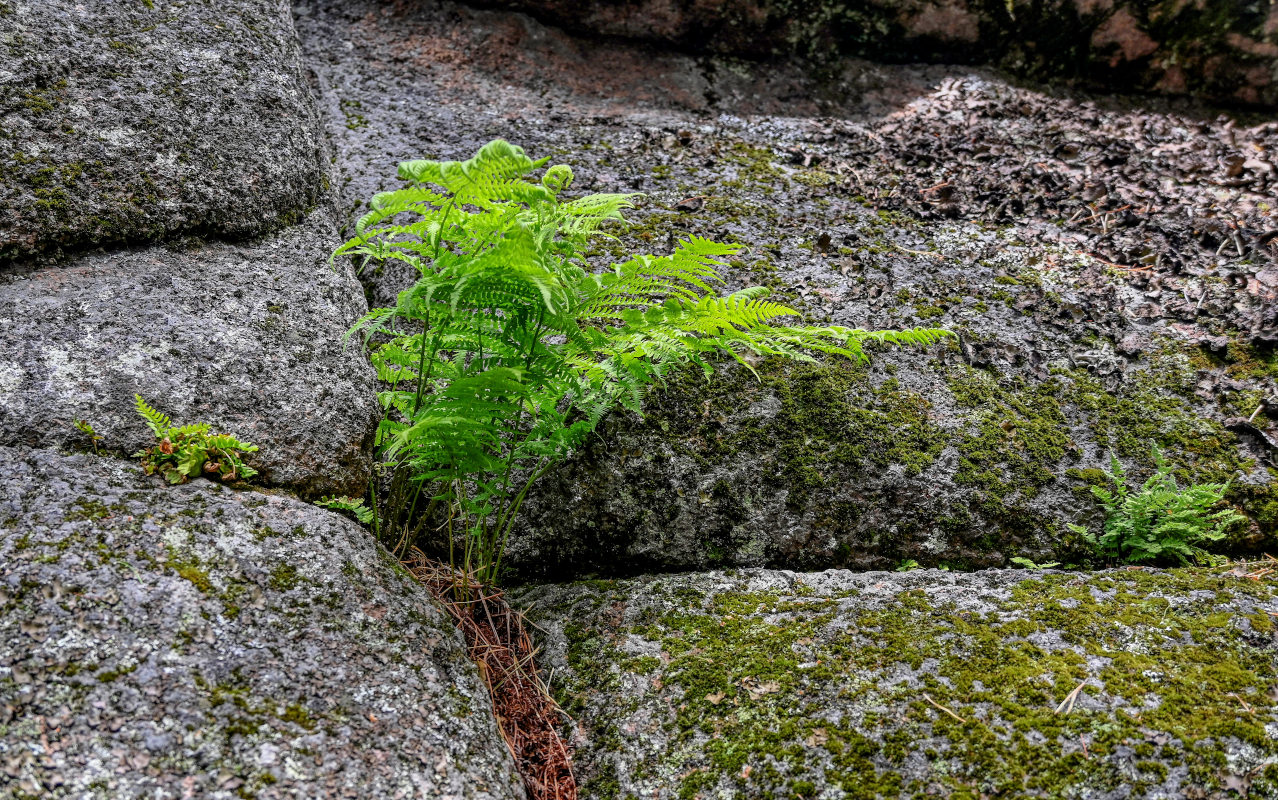 Изображение особи Athyrium filix-femina.