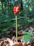 Arum orientale. Соплодие. Ставропольский край, окр. Пятигорска, сев. склон горы Бештау. 13.08.2010.