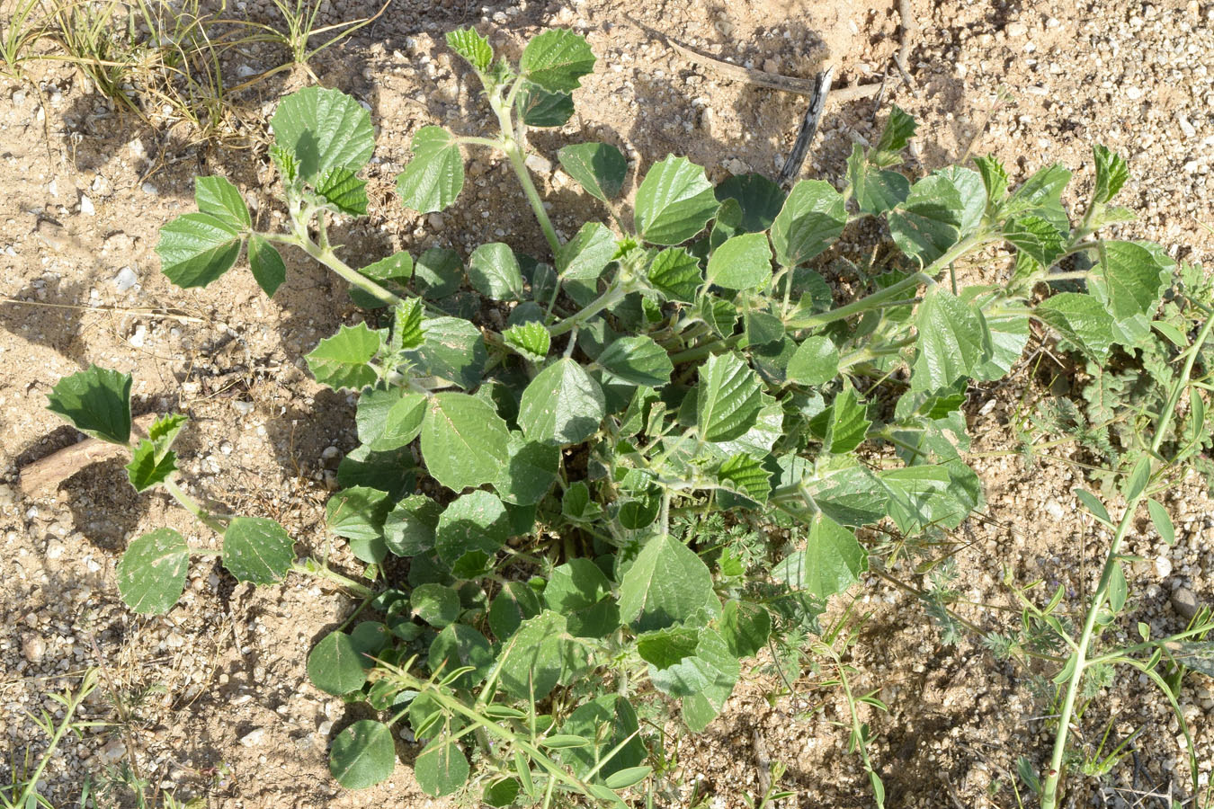 Image of Psoralea drupacea specimen.