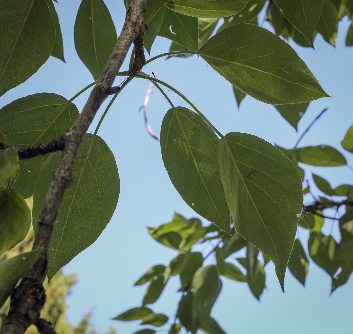 Image of genus Populus specimen.