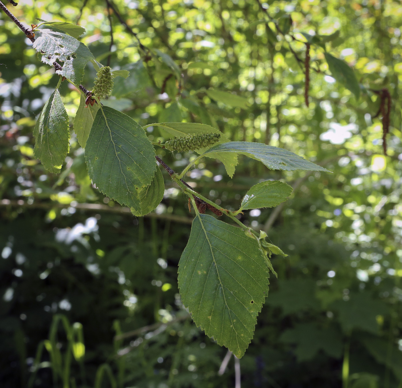 Изображение особи Betula dauurica.