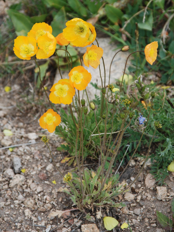 Изображение особи род Papaver.