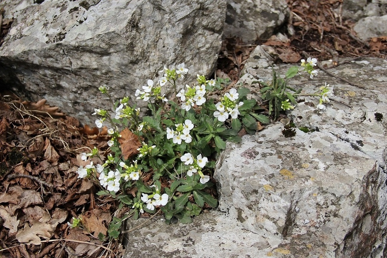 Image of Arabis caucasica specimen.