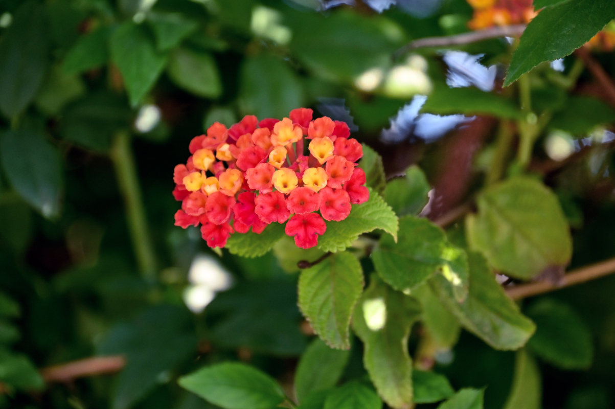 Image of Lantana camara specimen.