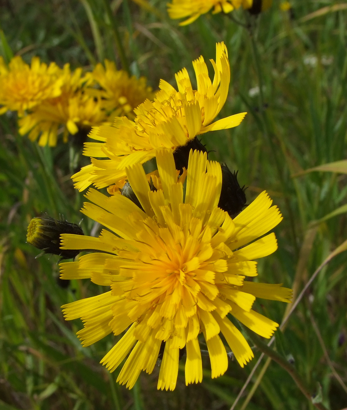 Image of Hieracium umbellatum specimen.