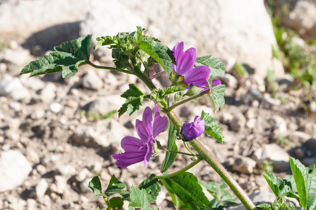 Image of Malva sylvestris specimen.