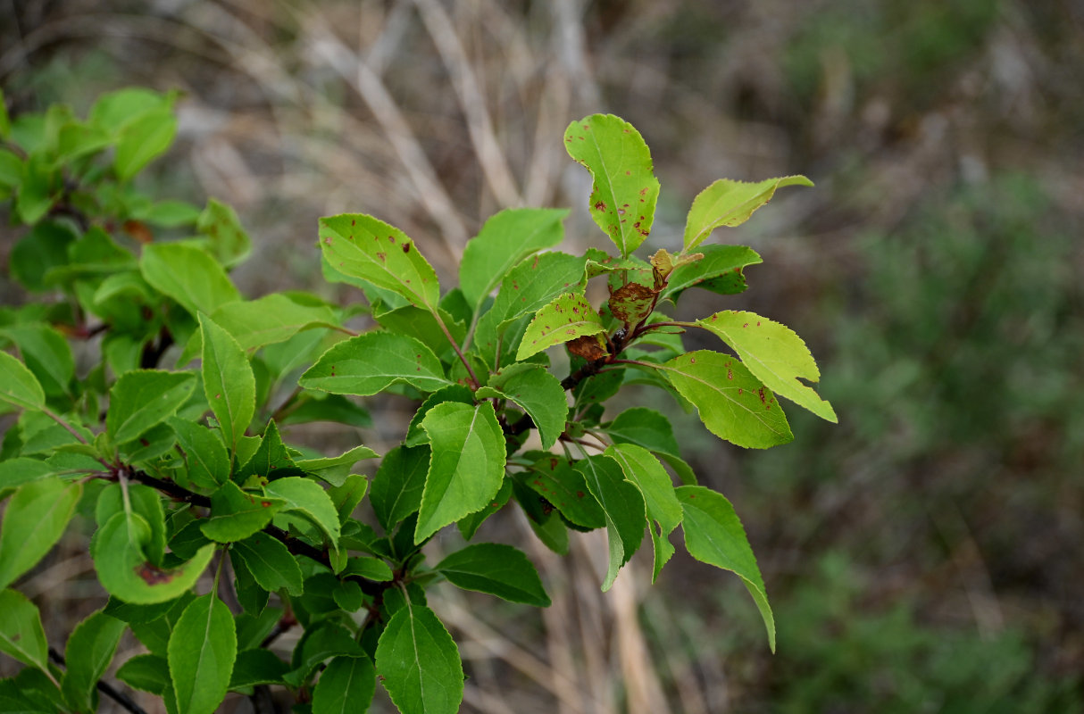 Image of Rhamnus cathartica specimen.