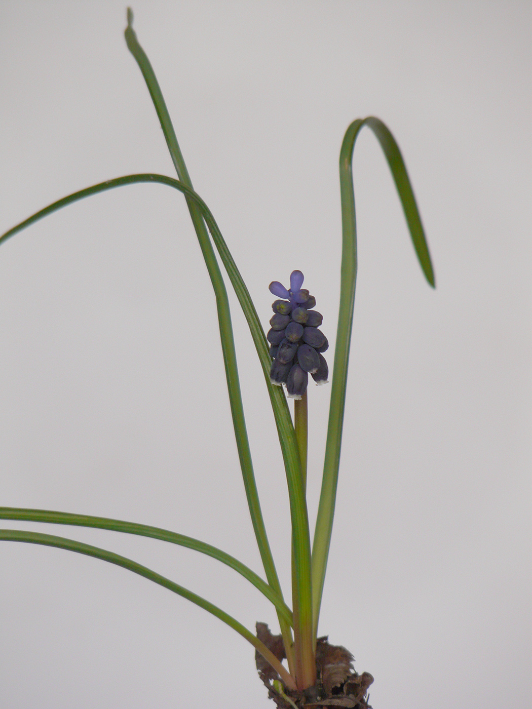 Изображение особи Muscari neglectum.