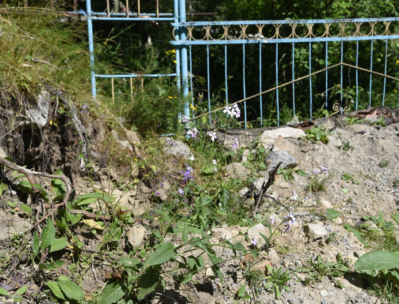 Image of Hesperis matronalis specimen.