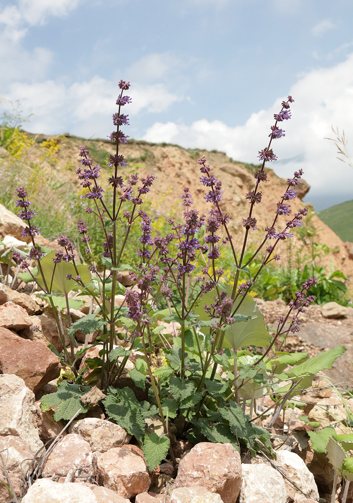 Изображение особи Salvia verticillata.