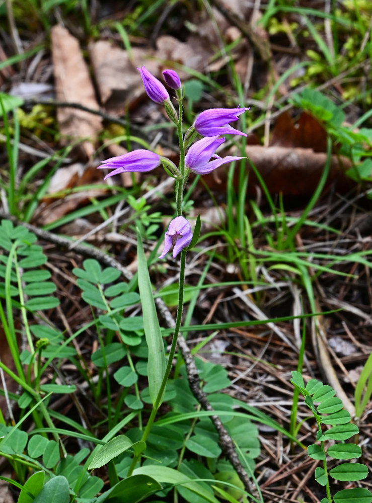 Изображение особи Cephalanthera rubra.