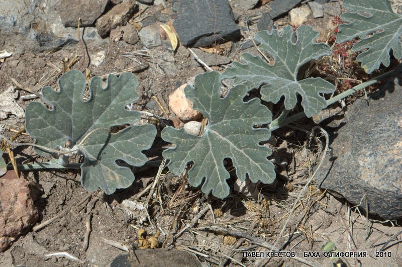 Изображение особи Cucurbita cordata.