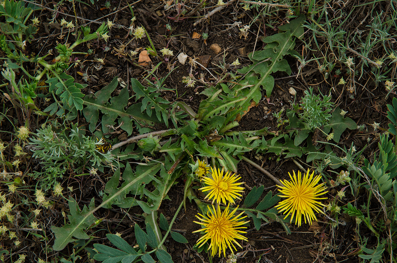 Изображение особи род Taraxacum.