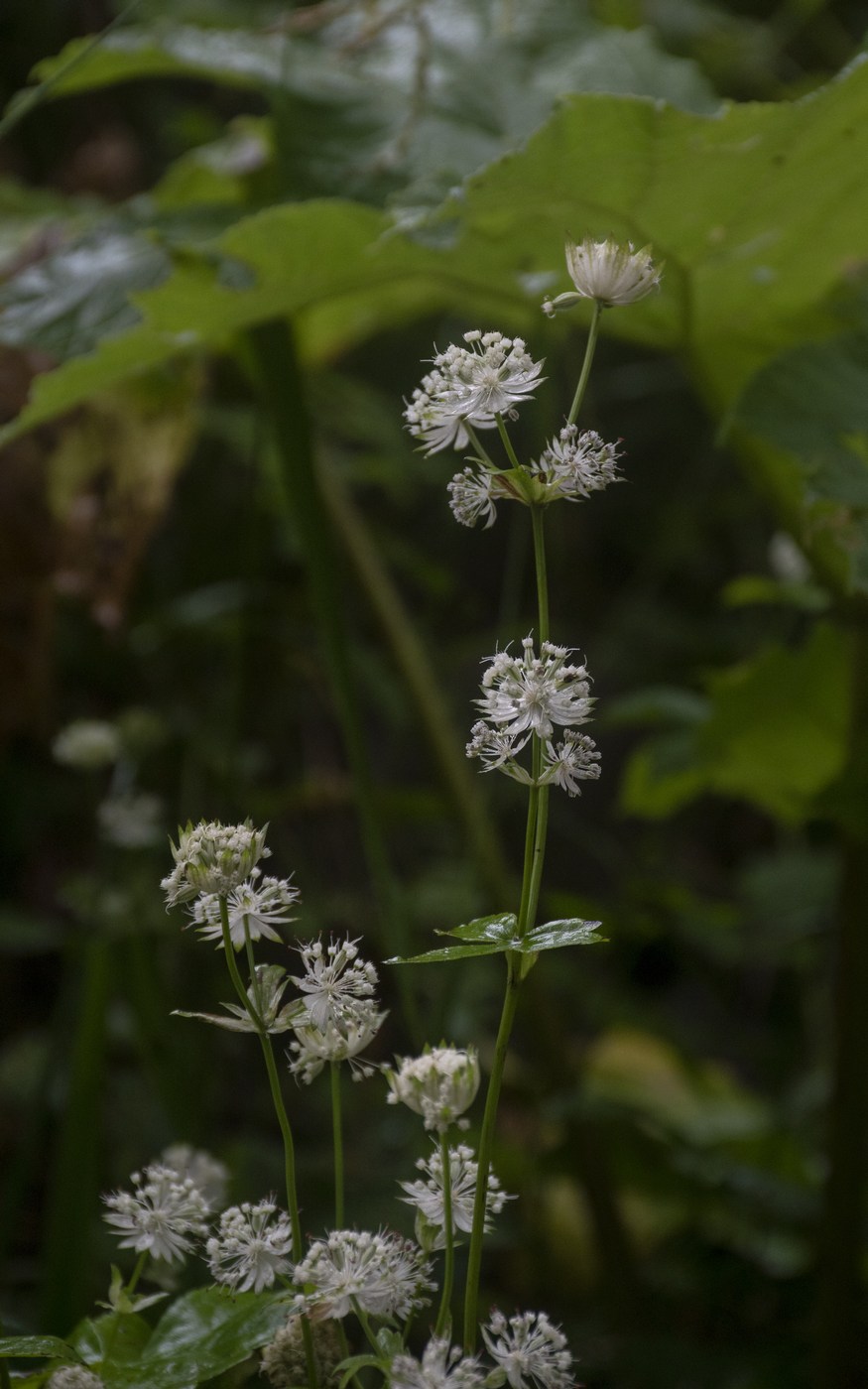 Изображение особи Astrantia pontica.