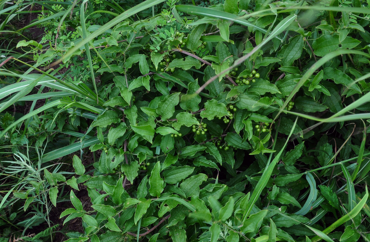 Image of Smilax maximowiczii specimen.