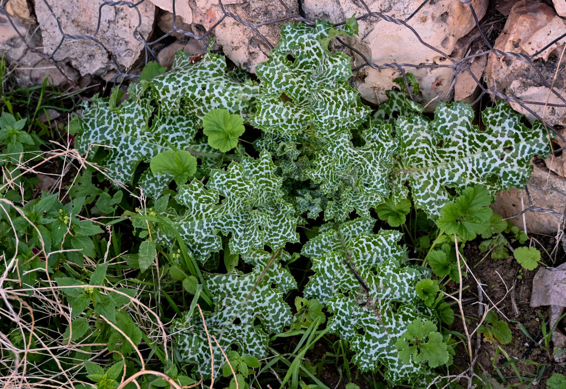 Изображение особи Silybum marianum.