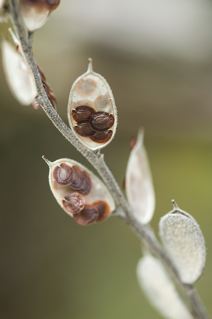 Изображение особи Fibigia eriocarpa.