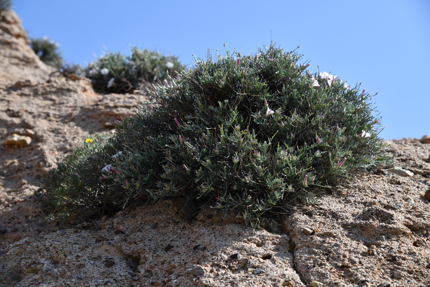 Image of Convolvulus tragacanthoides specimen.