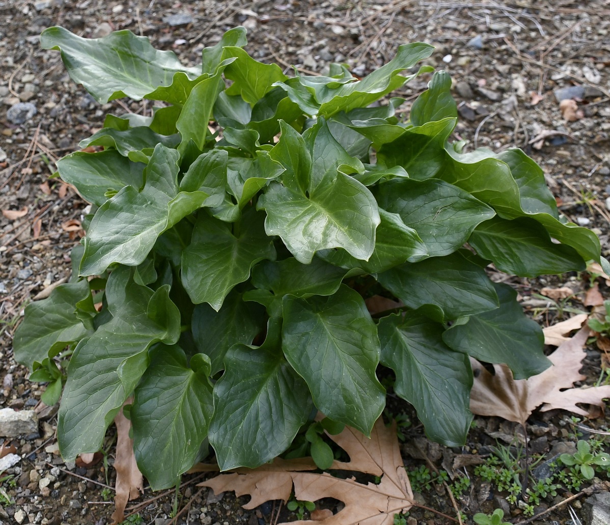 Image of Arum sintenisii specimen.