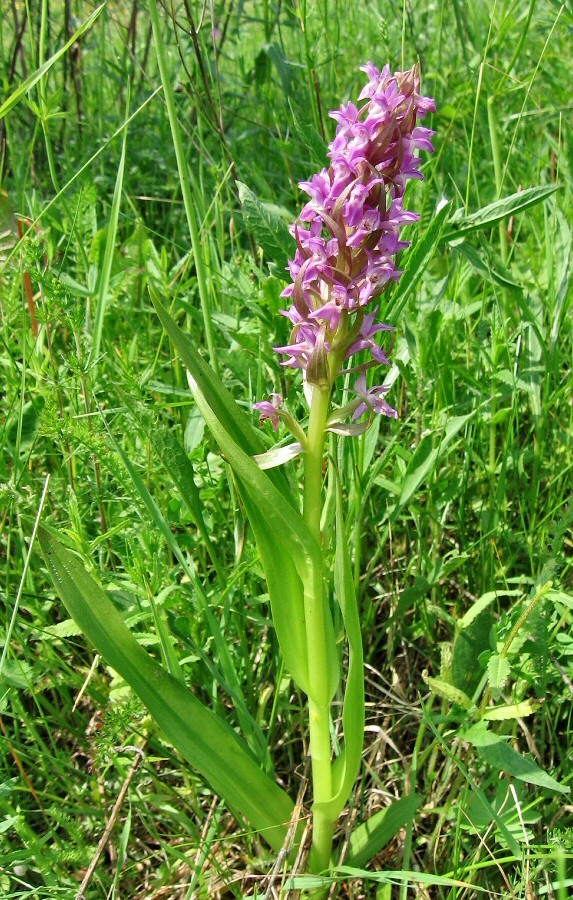 Изображение особи Dactylorhiza incarnata.