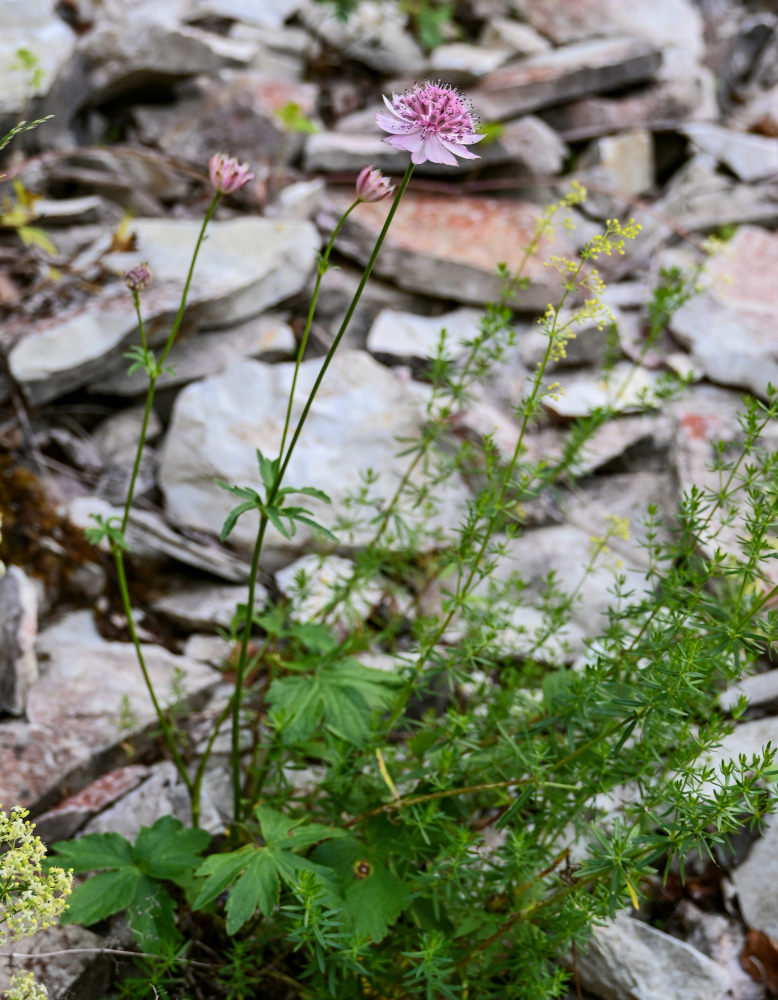 Изображение особи Astrantia trifida.