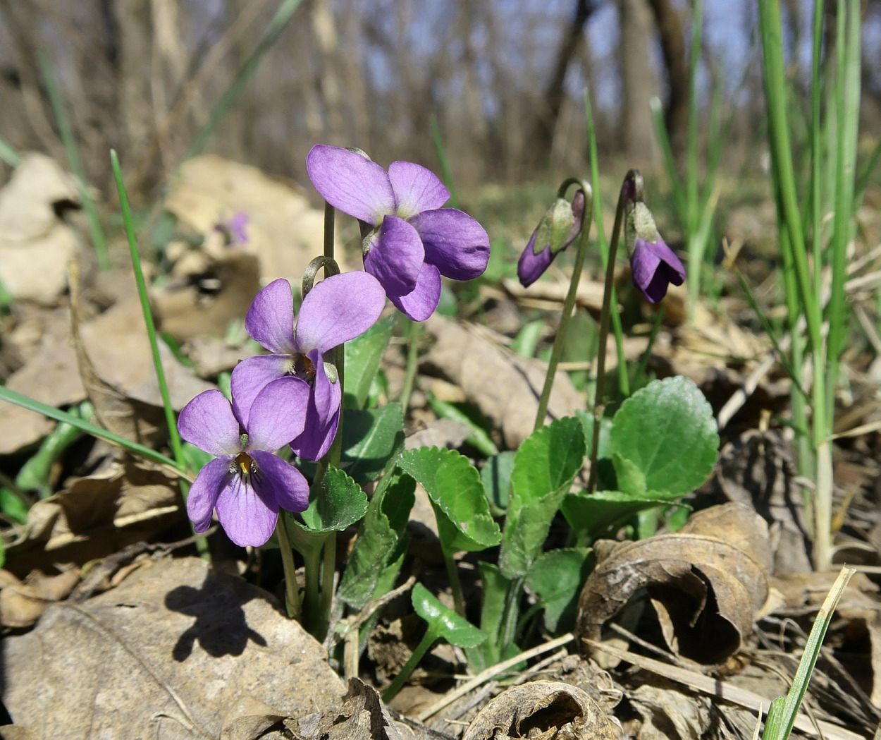 Изображение особи род Viola.