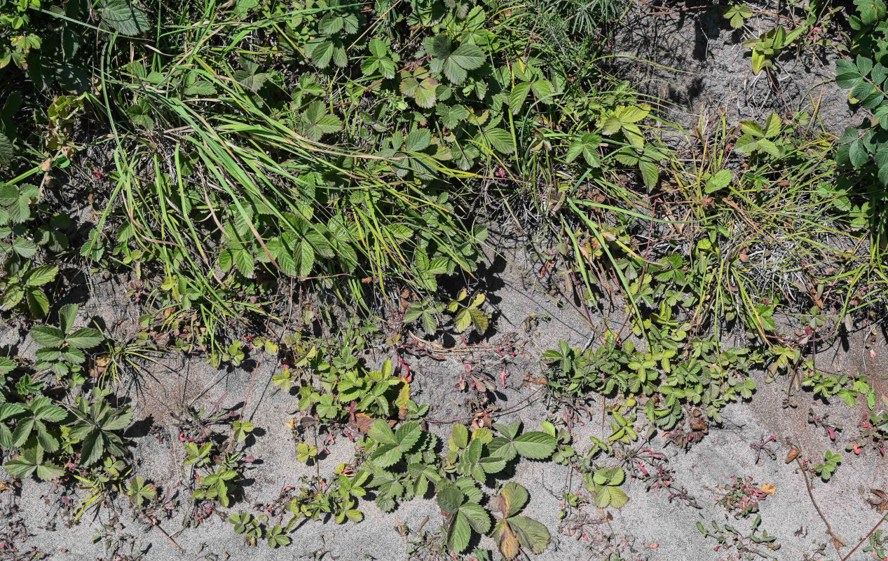 Image of Potentilla sprengeliana specimen.