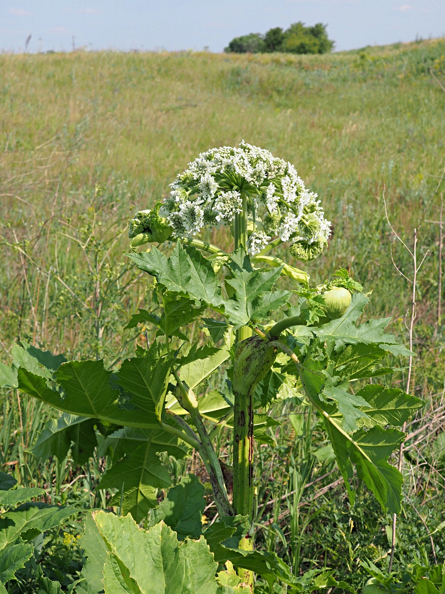 Image of Heracleum sosnowskyi specimen.