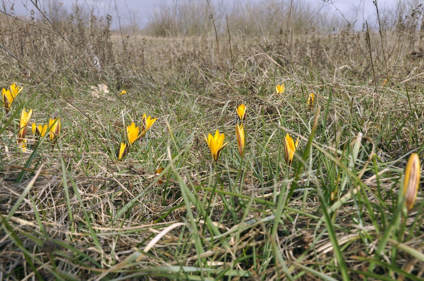 Изображение особи Crocus angustifolius.