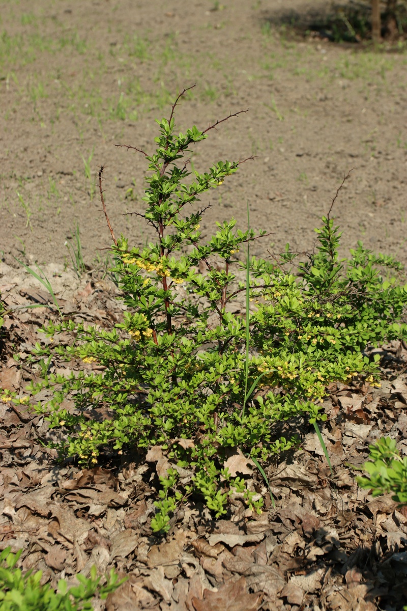 Изображение особи Berberis thunbergii.