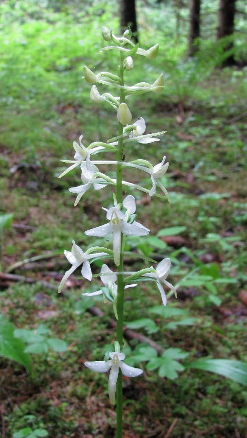 Изображение особи Platanthera bifolia.