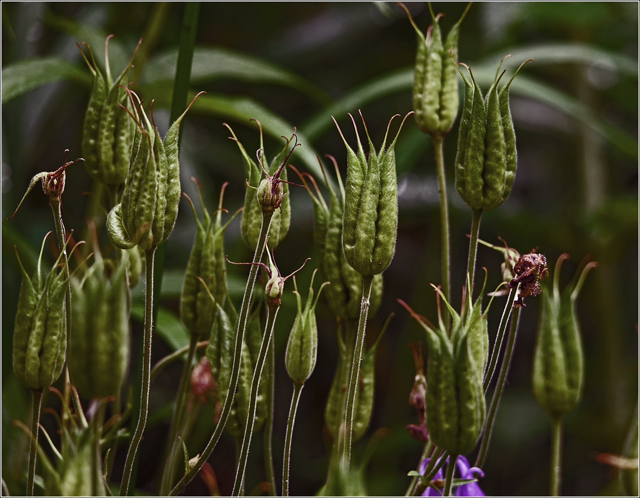 Image of Aquilegia vulgaris specimen.