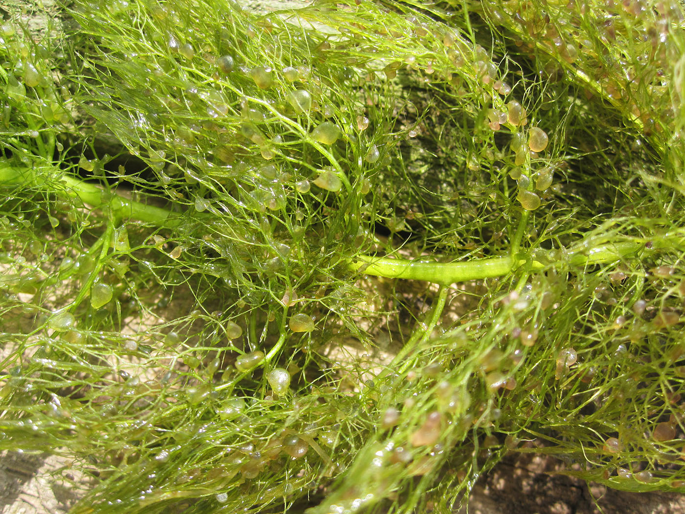 Image of genus Utricularia specimen.