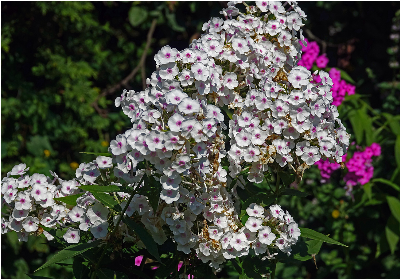 Image of Phlox paniculata specimen.