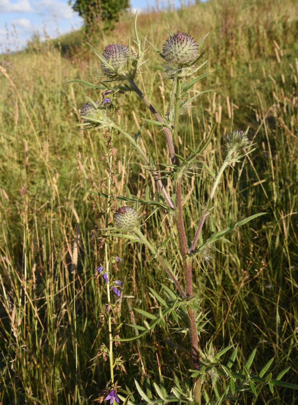 Изображение особи Cirsium polonicum.