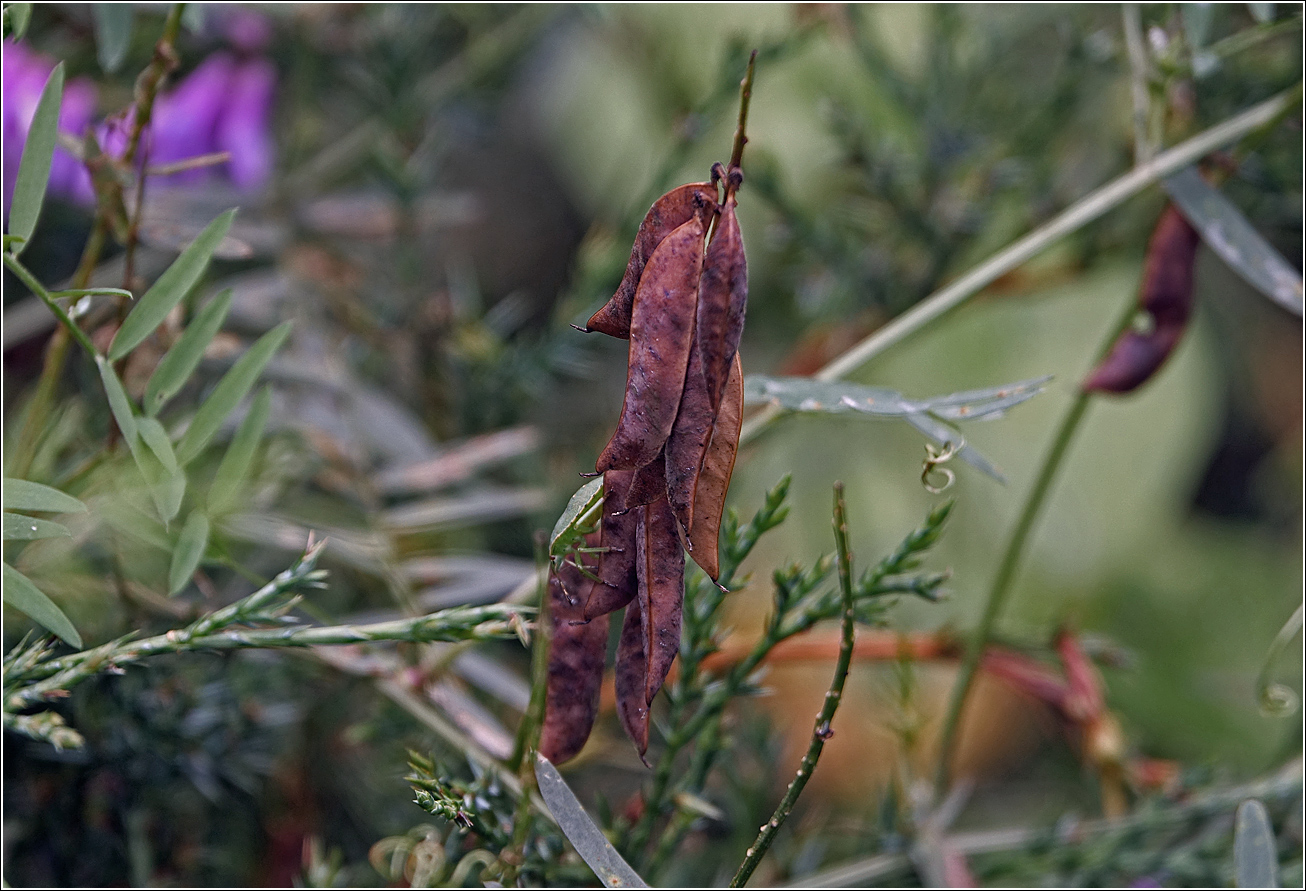 Изображение особи Vicia cracca.