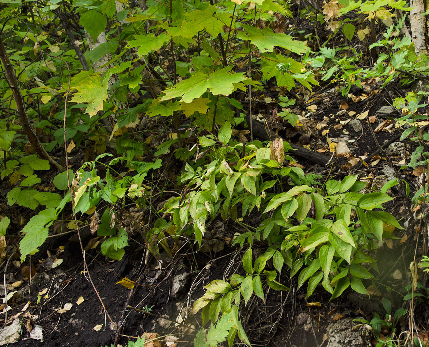 Image of Lathyrus vernus specimen.