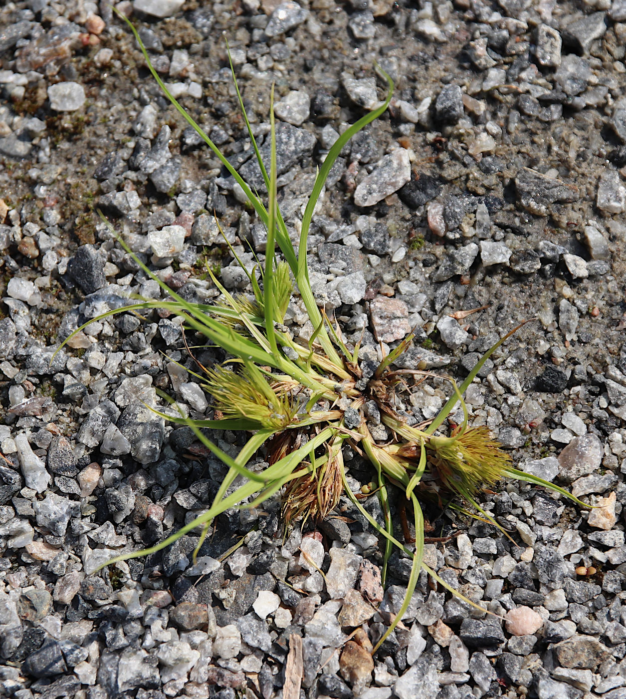 Изображение особи Carex bohemica.